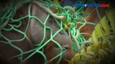 Orangutan Rusak Kebun...
