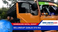 Selundup Ganja 575 Kg...
