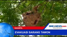 Evakuasi Sarang Tawon,...