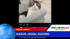 Kasus Jagal Kucing di...