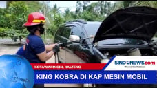 King Kobra di Kap Mesin...