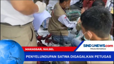 Penyelundupan Ratusan...