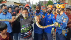 Sanca Batik Sepanjang...