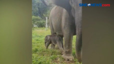 Bayi Gajah Lahir di...