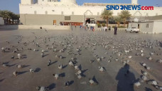 Kisah Burung Dara di...