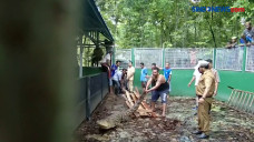 Buaya Curian Ditemukan...