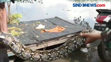 Warga Tangkap Ular Sanca...