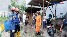 Petugas Evakuasi Anjing...