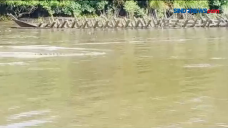 Kemunculan Tiga Buaya...