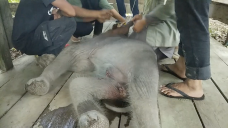 Bayi Gajah Terperangkap...