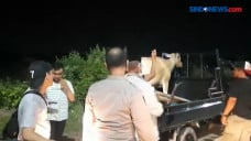 Mengaku Tak Tahu Bawa...