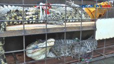 Pelihara Buaya di Rumah,...
