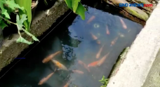 Warga Koja Sulap Saluran...