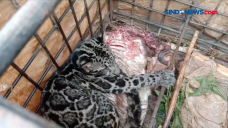 Warga Tangkap Macan...