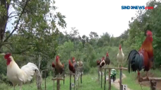 Ayam Kokok Balenggek...