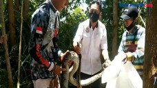 Diduga Kelaparan, Ular...