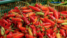 Harga Cabai Tembus Rp...