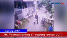 Aksi Pencurian Kambing...