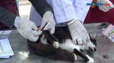Posyandu Kucing Gratis...