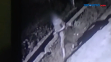 Terekam CCTV, Sejoli...