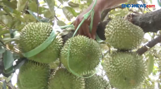 Menikmati Durian Bidadari...