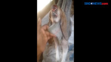 Video Viral Anak Kambing...