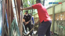 Penangkapan Ular Piton...
