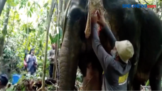 Gajah Luka akibat Diserang...