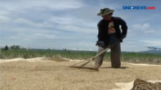 Petani Tolak Impor Beras