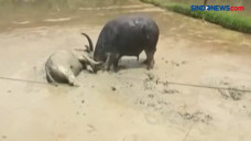 Video Viral Kerbau di...