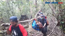 Dua Orang Utan Tersesat...