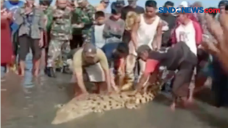 Viral! Buaya Liar Jinak...