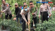 Oknum Guru Punya Ladang...