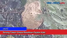 Sarang Tawon Vespa Resahkan...