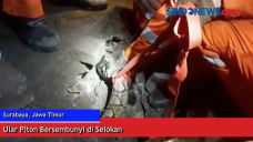 Ular Piton Bersembunyi...