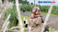 Wisata Bunga Tebu Jadi...