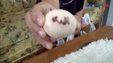 Unik! Telur Ayam Kampung...