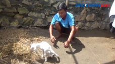 Kambing Berkaki Tujuh...