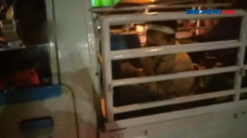 Pemudik Sembunyi di...