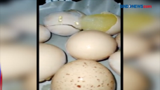 Viral! Video Telur Ayam...