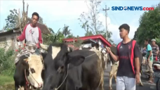 Lebaran Sapi, Sapi Berkalung...