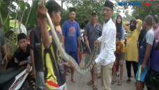 Ular Piton Kembali Ditemukan...