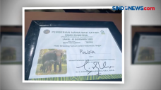 Pulih Indonesia, Inilah...