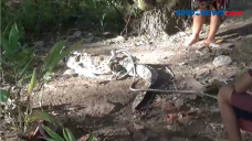 Buaya 3 Meter Melintas...