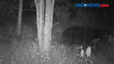 Penampakan Makhluk Misterius...