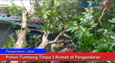 Pohon Tumbang Timpa...