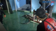 Biawak Masuk ke Kamar...