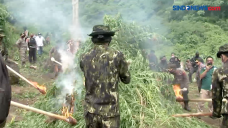 Dua Ladang Ganja di...