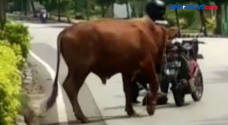 Sapi Limosin Seberat...