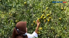 Petani Jeruk Siam Raup...
